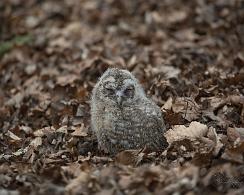 Bosuil (Strix aluco) - Tawny owl
