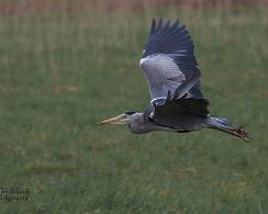 Blauwe Reiger (Ardea cinerea) - The grey heron