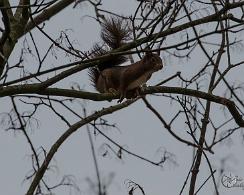 Rode of gewone eekhoorn (Sciurus vulgaris) - The Eurasian red squirrel