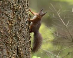 Rode of gewone eekhoorn (Sciurus vulgaris) - The Eurasian red squirrel