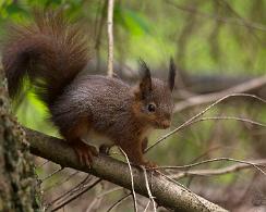 Rode Eekhoorn (Sciurus vulgaris) - Red squirrel