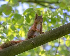Rode Eekhoorn (Sciurus vulgaris) - Red squirrel