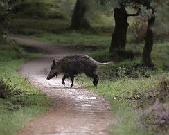 Wild Zwijn of Everzwijn (Sus scrofa) - Wild boar