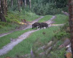 Wild Zwijn of Everzwijn (Sus scrofa) - Wild boar