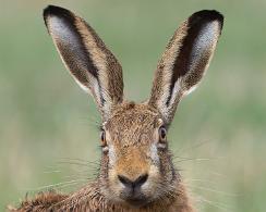 Haas (lepus europaeus) - European hare