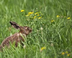 Haas (lepus europaeus) - European hare