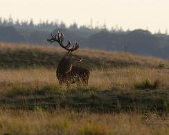 Edelhert (Cervus elaphus) - Red deer
