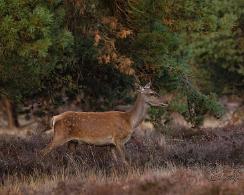 Edelhert (Cervus elaphus) - Red deer