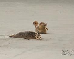 Gewone zeehond (Phoca vitulina) - Common seal