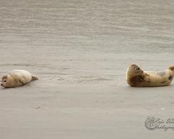 Gewone zeehond (Phoca vitulina) - Common seal