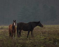New Forest pony (Equus ferus caballus) - Horse