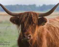 Schotse Hooglander, Highland cow
