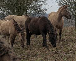 Konikpaarden (Equus caballus) koniks