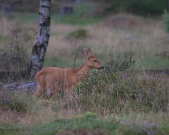 Reegeit (Capreolus capreolus) - Roe deer