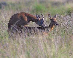 Paring Reeën (Capreolus capreolus) - Roe deer