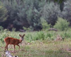 Reebok (Capreolus capreolus) - Roe deer