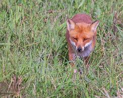 Vos (Vulpes vulpes) - The red fox