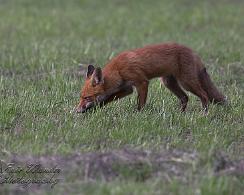 Vos (Vulpes vulpes) - The red fox